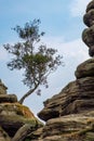 Scenic view of a tree growing on Brimham Rocks in Yorkshire Dale Royalty Free Stock Photo