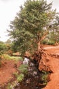 Scenic view of a trees growing on the banks of River Lumi in Mwatate Town in rural Kenya Royalty Free Stock Photo