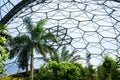 Scenic view of trees growing inside the tropical biome at the Eden Project in Cornwall, UK