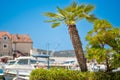 Scenic view of the tropical palm trees on the coast of Prvic Island (Sibenik), Croatia Royalty Free Stock Photo