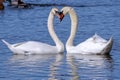 Scenic view of two majestic swans swimming gracefully together on a tranquil lake