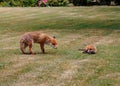 Scenic view of two playful red foxes on a green lawn Royalty Free Stock Photo