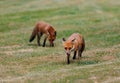 Scenic view of two playful red foxes on a green lawn Royalty Free Stock Photo