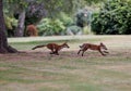 Scenic view of two playful red foxes on a green lawn Royalty Free Stock Photo