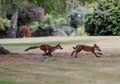 Scenic view of two playful red foxes on a green lawn Royalty Free Stock Photo