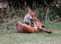 Scenic view of two playful red foxes on a green lawn Royalty Free Stock Photo