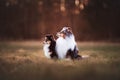 Scenic view of two Sheltie dogs sitting in the grassy field next to the forest