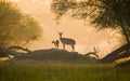 Scenic view of two spotted deer on the hill by the trees at sunrise Royalty Free Stock Photo