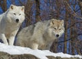 Scenic view of two wild arctic wolfs found roaming around in the woods