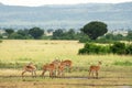 Scenic view of Ugandan kobs in Queen Elizabeth National Park, Uganda