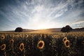 Scenic view of a vast sunflower field in the countryside against a rising sun background Royalty Free Stock Photo