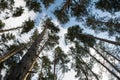 Scenic view of very big and tall pine tree with sun light in the forest when looking up. Royalty Free Stock Photo