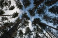 Scenic view of very big and tall pine tree with sun light in the forest when looking up. Royalty Free Stock Photo