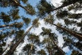 Scenic view of very big and tall pine tree with sun light in the forest when looking up. Royalty Free Stock Photo