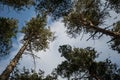 Scenic view of very big and tall pine tree with sun light in the forest when looking up. Royalty Free Stock Photo