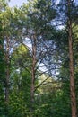 Scenic view of very big and tall pine tree with sun light in the forest when looking up. Royalty Free Stock Photo