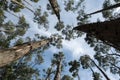 Scenic view of very big and tall pine tree with sun light in the forest when looking up. Royalty Free Stock Photo