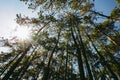 Scenic view of very big and tall pine tree with sun light in the forest when looking up. Royalty Free Stock Photo