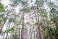 Scenic view of very big and tall pine tree with sun light in the forest Royalty Free Stock Photo