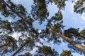 Scenic view of very big and tall tree in the forest in the morning. looking up. Royalty Free Stock Photo