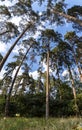 Scenic view of very big and tall tree in the forest in the morning. looking up. Royalty Free Stock Photo