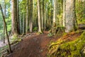 Scenic view of very big and tall tree in the forest in the morning.. Royalty Free Stock Photo