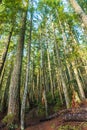 Scenic view of very big and tall tree in the forest in the morning.. Royalty Free Stock Photo