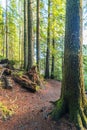 Scenic view of very big and tall tree in the forest in the morning.. Royalty Free Stock Photo