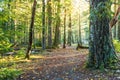 Scenic view of very big and tall tree in the forest in the morning. Royalty Free Stock Photo