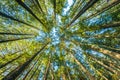 Scenic view of very big and tall tree in the forest in the morning,looking up. Royalty Free Stock Photo