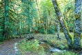 Scenic view of very big and tall tree in the forest in the morning,looking up. Royalty Free Stock Photo