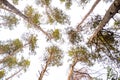 Scenic view of very big and tall tree in the forest in the morning. looking up.. Forest woods. Royalty Free Stock Photo