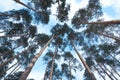 Scenic view of very big and tall tree in the forest Royalty Free Stock Photo