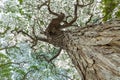 Scenic view of very big and tall tree in the forest Royalty Free Stock Photo