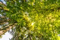 Scenic view of very big and tall tree with sun light in the forest when looking up.. Royalty Free Stock Photo