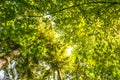 Scenic view of very big and tall tree with sun light in the forest when looking up. Royalty Free Stock Photo