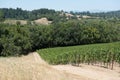 Scenic view of the vines of a vineyard in Napa Valley, California and the hills in the background. Royalty Free Stock Photo