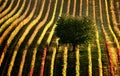 Scenic view of a vineyard with trees in rows at autum in Moravia, Czech Republic