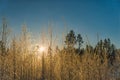 Scenic view of warm golden Sun shining through young birch branches covered by hoarfrost, early winter frosty morning Royalty Free Stock Photo