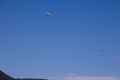 Scenic view of a water bomber flying in the blue sky in  Vancouver, British Columbia, Canada Royalty Free Stock Photo