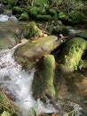 Moss covered rocks in stream Royalty Free Stock Photo