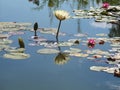 Delicate yellow water lily is illuminated by the rays of the sun, reflected on the water surface Royalty Free Stock Photo