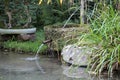 Scenic view of water streaming down in a pond surrounded by green leaves in a Japanese garden Royalty Free Stock Photo