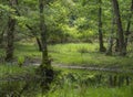 Scenic view of wet and boggy woodland in the Natural Park of Migliarino San Rossore Massaciuccoli. Near Pisa, in Tuscany Royalty Free Stock Photo