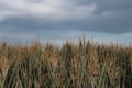 Scenic view of the wheat field under the stormy clouds Royalty Free Stock Photo