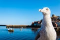 Scenic view of Whitby city and abbey in sunny autumn day Royalty Free Stock Photo