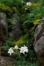 Scenic view of white Lilium Formosanum flowers a native species of Lilies, also known as Formosa Lily