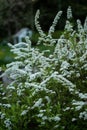 White spiraea in bloom Royalty Free Stock Photo