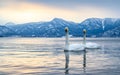 Scenic view of whooper swans in Lake Kussharo, Japan Royalty Free Stock Photo