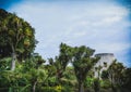 Scenic view of wild palm trees and vegetation found growing outdoors